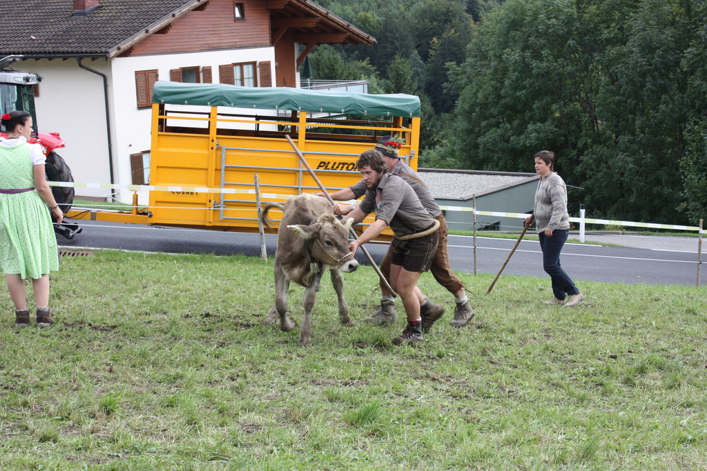 alpabtrieb _35__jpg-1379695833