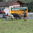 alpabtrieb _37__jpg-1379695842
