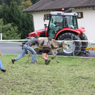 alpabtrieb _39__jpg-1379695859