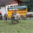 alpabtrieb _40__jpg-1379695867