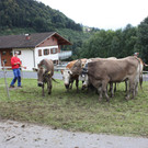 IMG_6628_jpg-1379695915