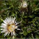 sd  210_jpg-1379698558