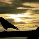 DSC06114 _Large__JPG-1379826480