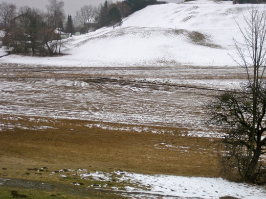 KOE-Riedpflege-Maria Gr__n 3_jpg-1268814489