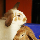 Vermittlungstiere: Zutrauliche Kaninchen