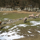 IMG_5279.jpg