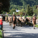 Alpabtrieb_jpg-1379876392