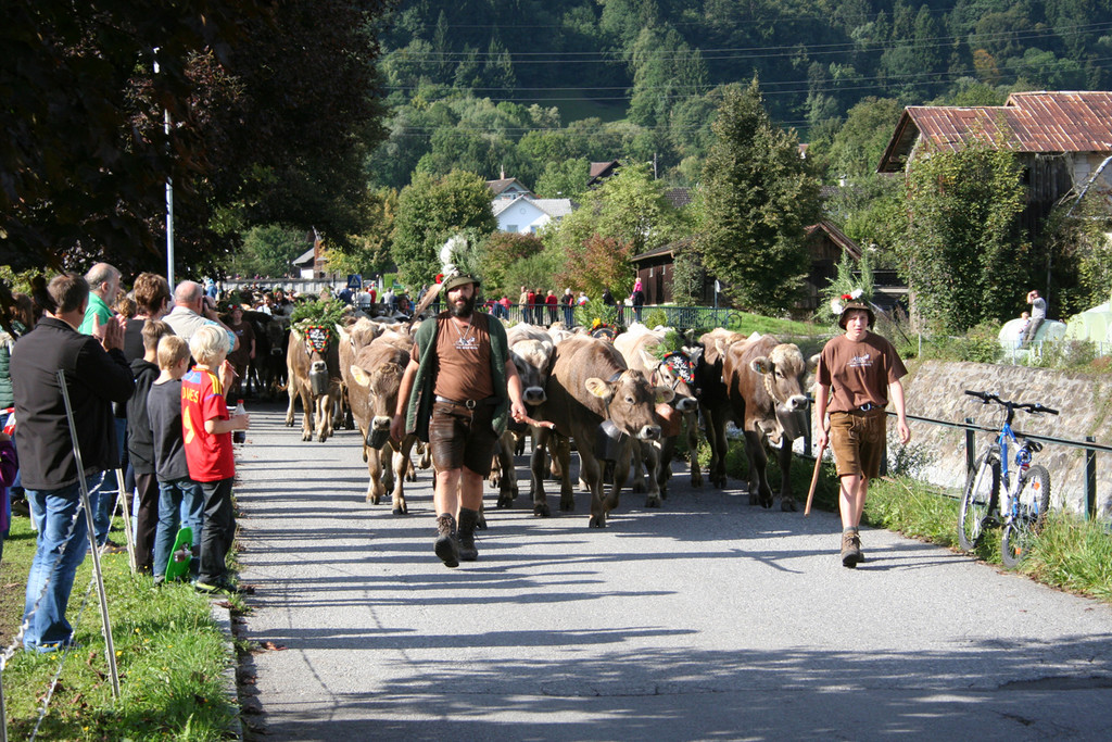 Alpabtrieb_jpg-1379876392