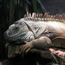 Reptilienhaus und Pfahlbaumuseum