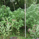 Cannabisplantagen im Gemeindegebiet von Tulln an der Donau ausgehoben 