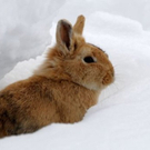 heimo_wintersteller.jpg