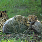 Geparden-Nachwuchs im Zoo Salzburg