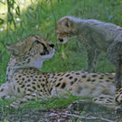 ZooSBG_Geparde_Ginger_Nachwuchs1.jpg