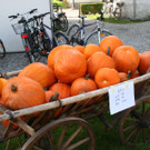IMG_2049_JPG-1379947717