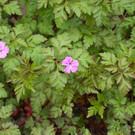 Geranium_robertianum_BO_ja_jpg-1380007110
