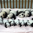 14 Pandababies in China