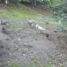 2013-09-25 09_03_57_jpg-1380200187