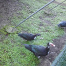 2013-09-25 09_04_10_jpg-1380200196