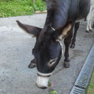 2013-09-25 09_06_26_jpg-1380200241