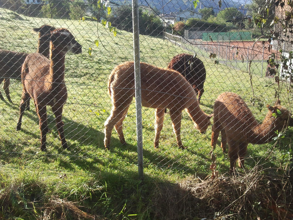 2013-09-25 09_44_36_jpg-1380200500