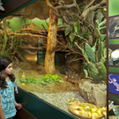 Aquarium und Reptilienzoo05.jpg