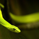 Aquarium und Reptilienzoo07.jpg