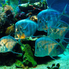 Aquarium und Reptilienzoo08.jpg