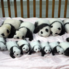 Pandababys.jpg