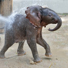 Elefant hei__t Iqhwa.jpg