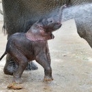 Elefant.jpg