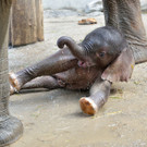 Elefant2.jpg