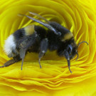 Erdhummel.jpg