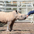 Nashorn.jpg