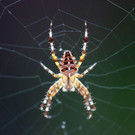 Spinne.jpg