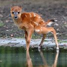 Sumpfantilopen-Nachwuchs im Berliner Zoo.jpg