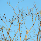 Stare vor dem Abflug