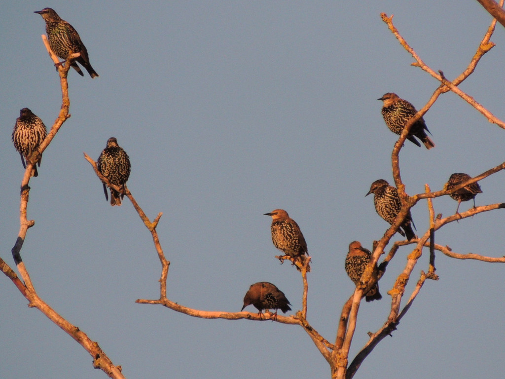 DSCN4062_JPG-1380319349