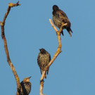 DSCN4067_JPG-1380319359