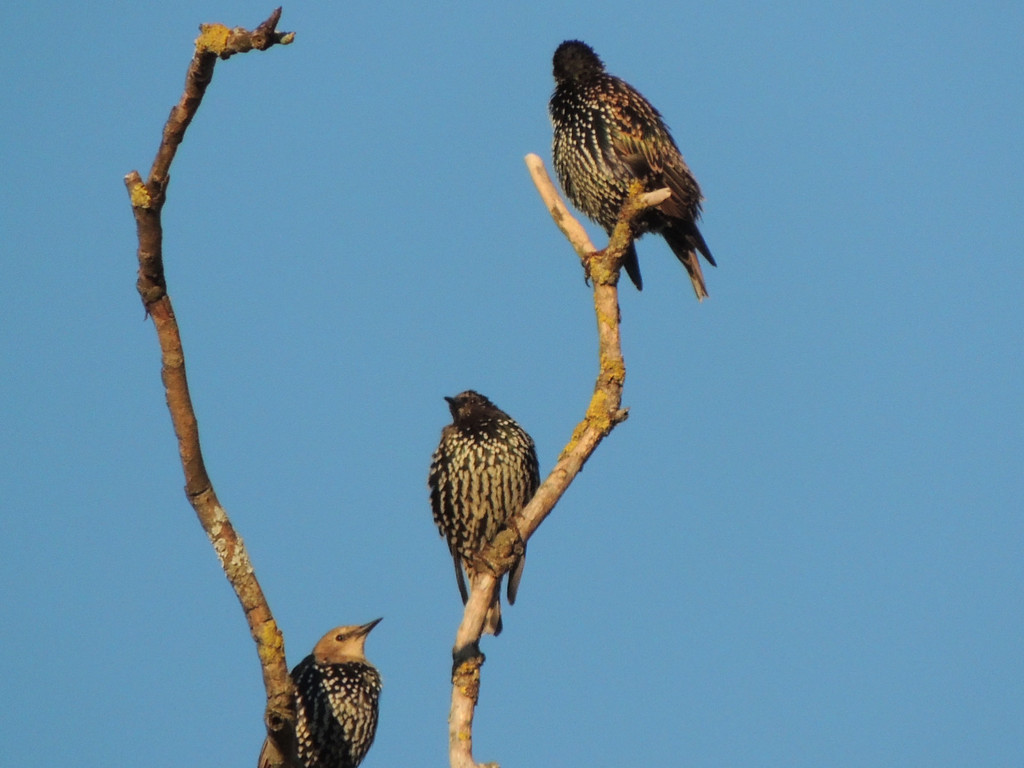 DSCN4067_JPG-1380319359