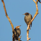 DSCN4071_JPG-1380319368