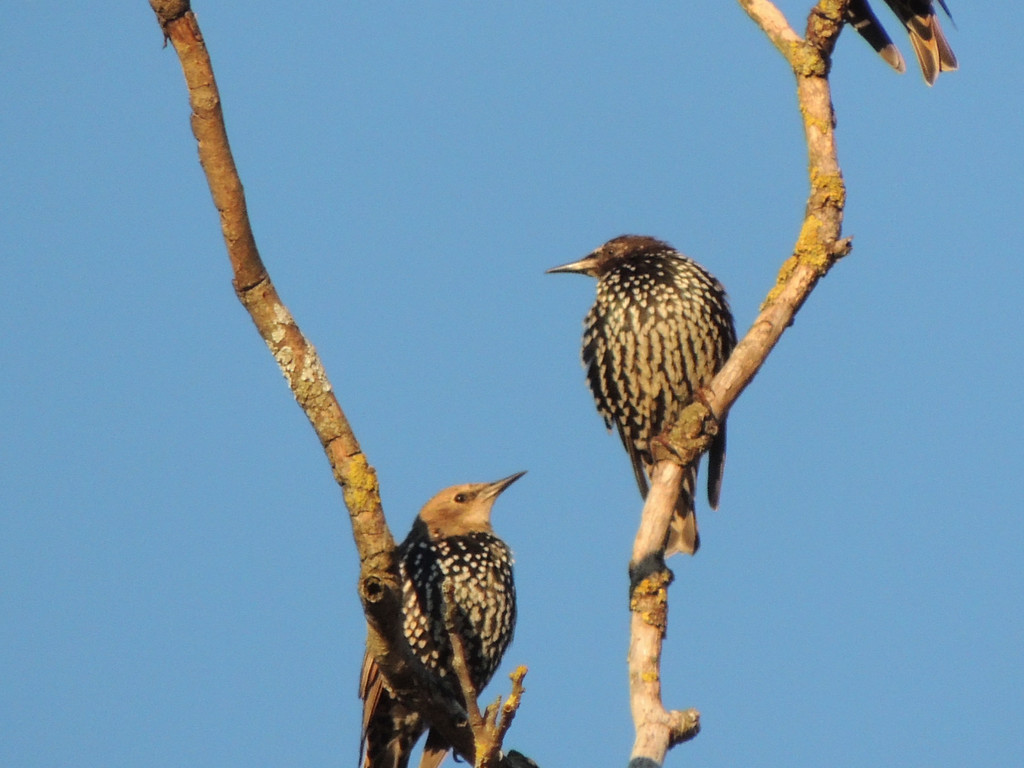 DSCN4071_JPG-1380319368