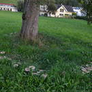 Pilzring