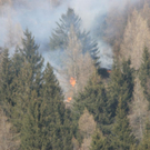 normal_180310waldbrangfbaktivnews_20_24_.jpg