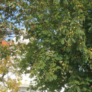 Seehotel Kulinarium KALENDER Herbst 2013 SYMBOL _11__jpg-1380641691