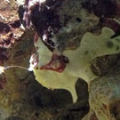  Indopazifische Anglerfische im Haus des Meeres