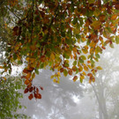 KOE_Wildpark Herbst 3_jpg-1380795208