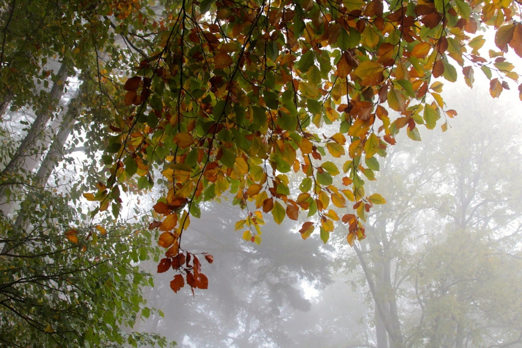 KOE_Wildpark Herbst 3_jpg-1380795208