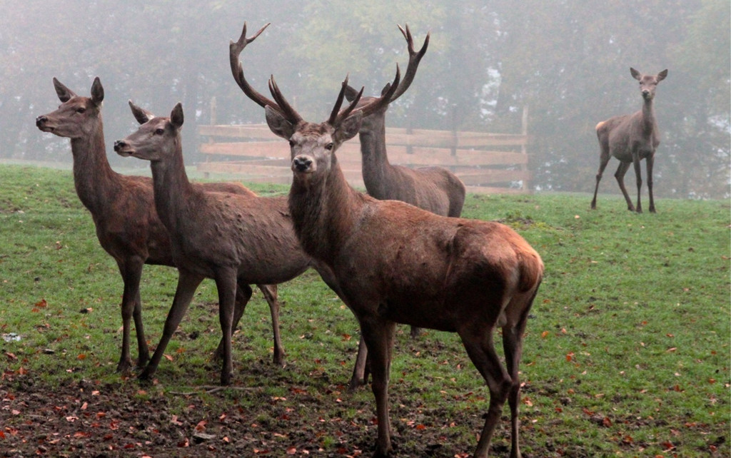 KOE_Wildpark Herbst 4_jpg-1380795215