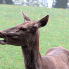 KOE_Wildpark Herbst 5_jpg-1380795220