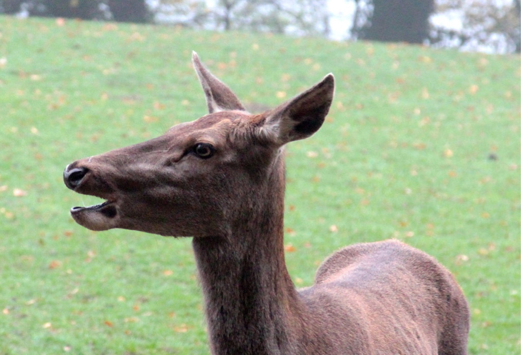 KOE_Wildpark Herbst 5_jpg-1380795220